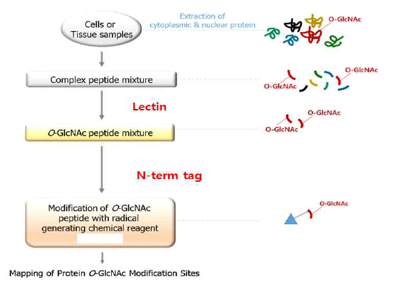 N-term tag를 활용한 O-GlcNAc 단백체 분석 과정