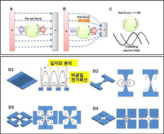 비균일 전기장의 세기 및 위상차에 의한 DEP 알짜힘 발생: A) 균일장, B) 비균일장, C) 비균일 위상, D1) ~ D4) 다양한 비균일 전기장 발생용 전극패턴 및 인가 전기장내의 입자 분리 및 포획