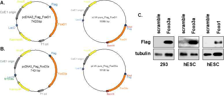 FOXO1과 FOXO3a의 subcloning map 및 단백질 발현 확인