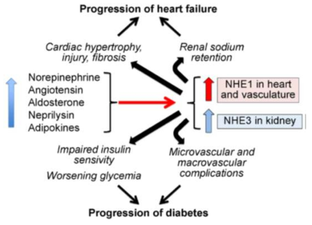NHE-dependent pathways that may underlie the interplay of the pathogenesis of heart failure and diabetes