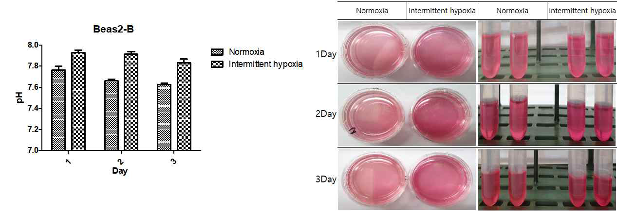 Intermittent hypoxia에 따른 BEAS-2B 세포주에서 pH 변화