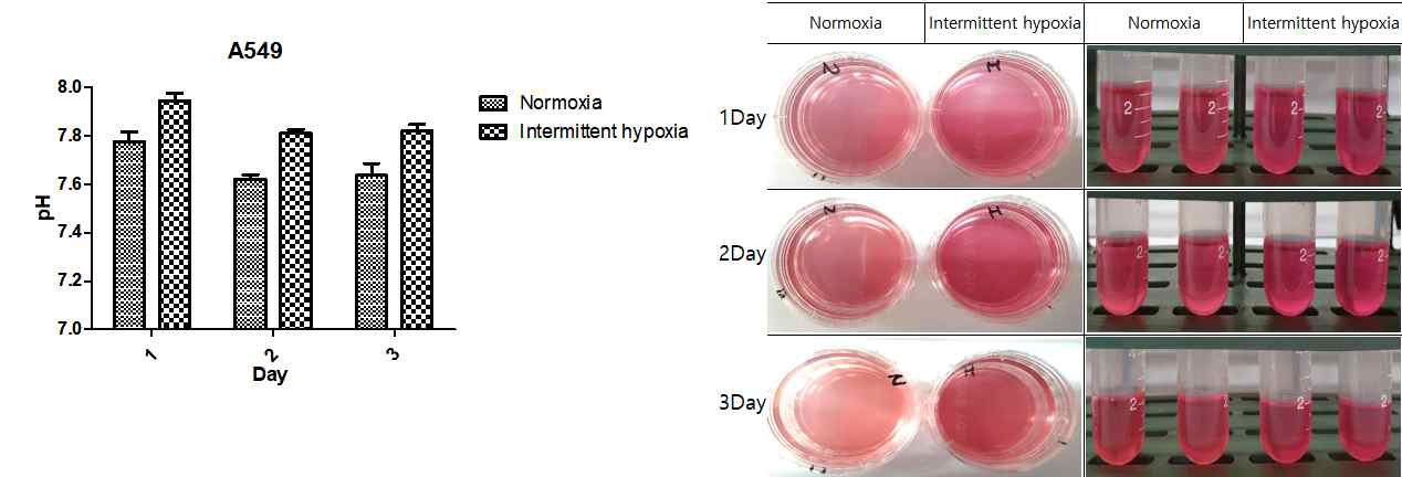 Intermittent hypoxia에 따른 A549 세포주에서 pH 변화