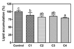 3T3-L1 지방세포에서 울금 추출물의 지방구형성 억제 효과 C1, 임실; C2, 산청; C3, 제주; C4, 진도