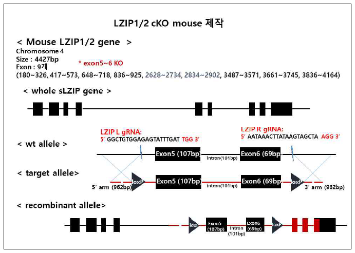 LZIP-1/-2 조건부 발현 억제를 위한 loxp mouse 디자인