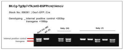 Osx1-Cre 마우스 확립 후 heterozygote 자손 획득