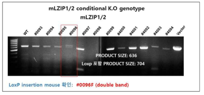 LoxP-LZIP1/2를 가지는 마우스 자손 획득