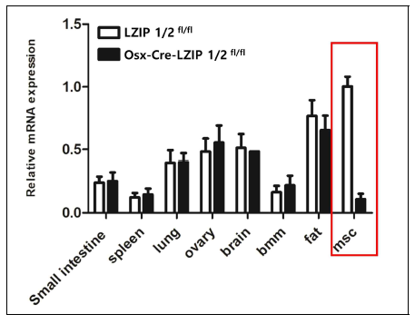 Osx-Cre-LZIP1/2fl/fl 마우스의 조직별 sLZIP 발현량 감소 확인