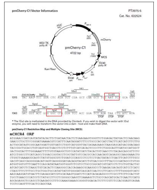 Neo/mCherry 벡터맵과 CXCR4 ORF시퀀스