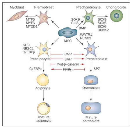 중간엽줄기세포의 분화에 관여하는 조절인자들