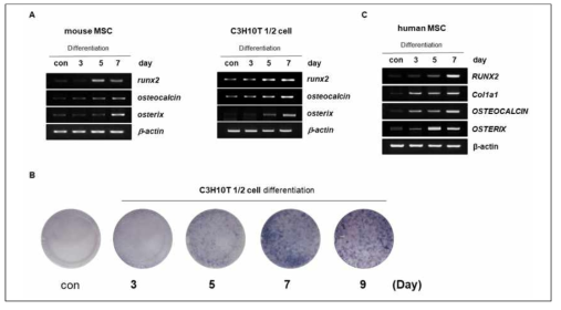 마우스 중간엽줄기세포 및 인간 중간엽줄기세포에서 조골세포의 분화 조건 확립