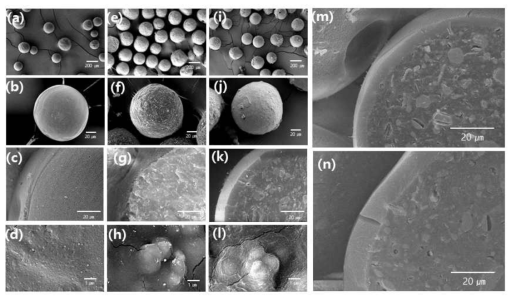 PVA MS 미립구(a-d)와 PVA-Ta MS 미립구(e-h), PVA-Ta CS 미립구(i-n)의 전자현미경 (FE-SEM, Cryo-SEM) 분석