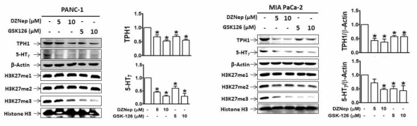 EZH2 억제제 DZNep과 GSK126에 의한 TPH1과 5-HT7 수용체 발현 감소