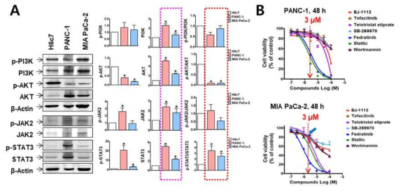 PI3K/Akt 및 JAK2/STAT3의 PANC-1세포에서의 과발현