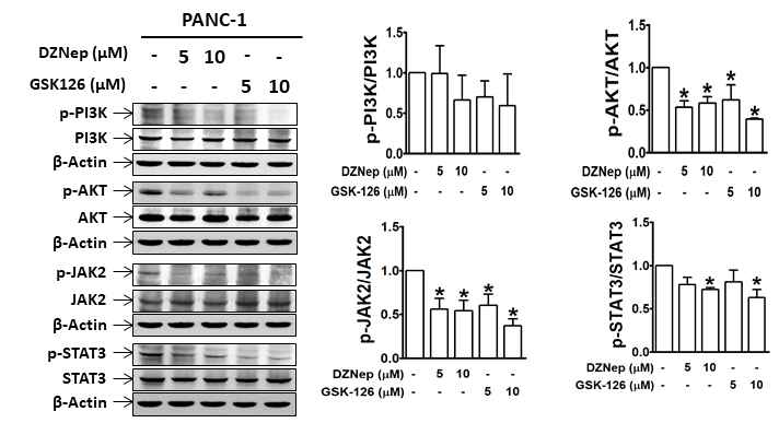 PANC-1 세포에서 DZNep과 GSK126 처리에 의한 Akt, JAK2, 및 STAT3 인산화 억제