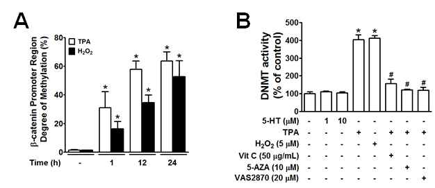 DNMT에 의한 β-catenin hypermethylation에 미치는 5-HT와 TPA의 효과