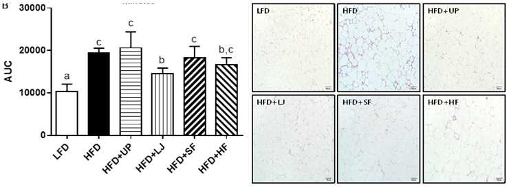 갈조류 4종 (미역(UP), 다시마(LJ), 모자반(SF), 톳(HF)) 함유한 고지방식이를 16주 동안 섭취한 C57BL/6N mice에서 인슐린저항성 실험(insulin tolerance test, (ITT)) 결과(왼쪽)와 내장지방조직의 H&E staining을 통한 Adipocyte death(오른쪽) 비교