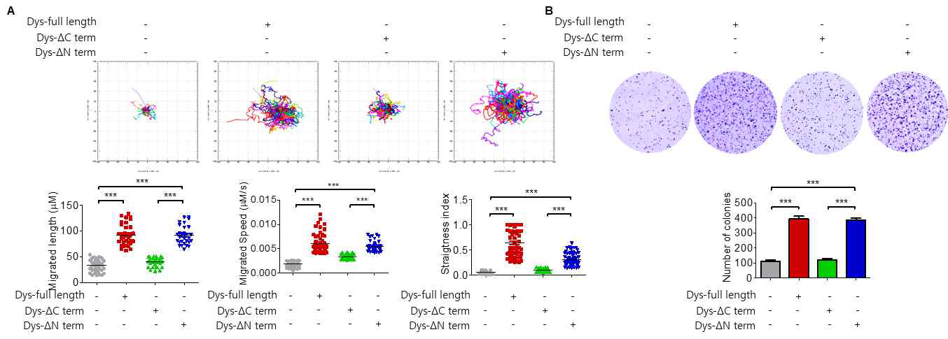 Dysadherin-Integrin 신호축에 의한 세포이동과 항상성 이상 유발