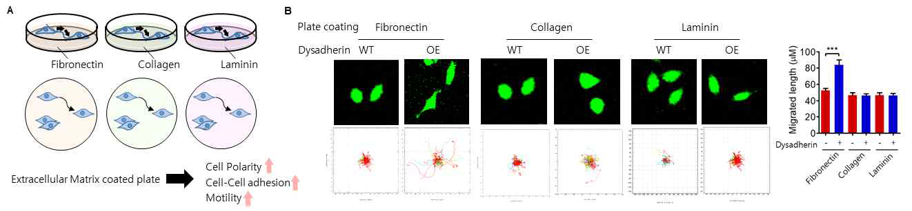 세포외기질에 의한 Dysadherin의 활성조절 검증