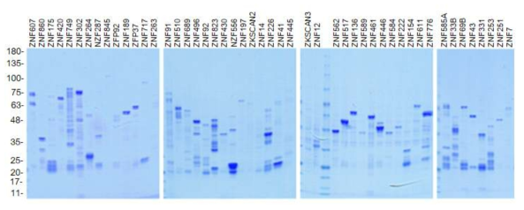K-ZNF 클론 라이브러리를 활용한 합성 K-ZNF 단백질 정제 분리. 각 단백질의 크기와 순도를 coomasie 염색으로 검증함 (unpublished data)