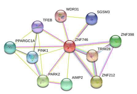 ZNF746/PARIS 단백질을 중심으로 한 protein-protein networking (https://string-db.org/)