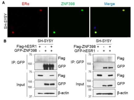 A. ERα 및 ZNF398의 SH-SY5Y 세포 내에서의 발현 위치. B. SH-SY5Y 세포주 내에서 ERα 및 ZNF398이 결합함. (Unpublished data)