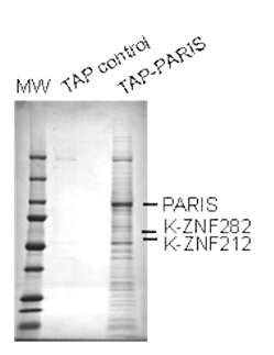 PARIS 결합 K-ZNF 단백질 동정. TAP-tag을 활용하여 PARIS 결합 단백질을 질량분석법으로 동정. K-ZNF인 ZNF212와 ZNF282와 결합 (Unpublished data)