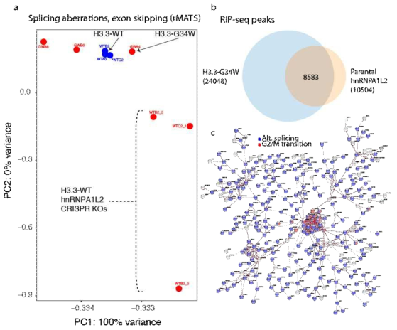 Splicing analysis reveal extensive splicing aberrations in the isogenic cell lines that carry H3.3-G34W and hnRNPA1L2 samples. a) Analysis of RNA-seq data from the isoH3.3-G34W and -WT in a principal component analysis using rMATS followed by MASER, indicates that isogenic cell lines recapitulate splicing aberrations in GCTB where G34W samples disperse compared to WT. b) RIP-seq with hnRNPA1L2 antibody indicate that 80% of peaks from hnRNPA1L2 overlap with peaks of H3.3-G34W. c) Network analysis (string-db.org) of overlap between H3.3-G34W and hnRNPA1L2 converge on splicing and cell cycle regulation