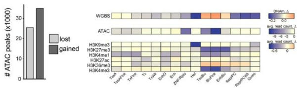 Analysis of epigenetic modifications in GCTB with H3.3-G34W. a) ATAC-seq analysis showed more gained peaks which suggested open chromatin at targets of H3.3-G34W. b) Heterochromatic sites ChIP-seq, ATAC-seq and WGBS data in a heatmap over ENCODEs ChromHMM annotated sites pointed to major changes at heterochromatic sites and transcriptionally regulatory regions (TSS and Enh). While DNA methylation (WGBS) changed the most, H3K27me3 and H3K4me3 at start sites (TSS) also changed