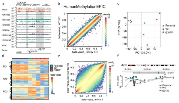 (please see previous page). The isogenic H3.3-G34W in HeLa cell line had a similar molecular phenotype to GCTB. While we did observe both loss and gain of DNA methylation, cancer-related alterations were evident: a) CDKN2A was hypermethylated along with gain of H3K27ac. b) Knockout of the H3.3-G34W (sample turn WT) or WT (sample turn G34W) allele in GCTB did not have a substantial epigenetic effect. c) Isogenic H3.3-G34W on the other hand recapitulated GCTB DNA methylation patterns. d) Three principal components suggest more loss of DNA methylation than WT samples. e) Heatmap indicate hypomethylation in isoH3.3-G34W. f) The canonical GCTB-driver RANKL is hypomethylated