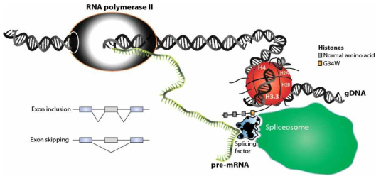 The model depicts interaction between H3.3-G34W and the RNA processing machinery which ultimately leads to changes of the chromatin and consequently gene expression patter leading to tumor development. The most common aberration in giant cell tumor of bone from G34W is exon skipping and inclusion