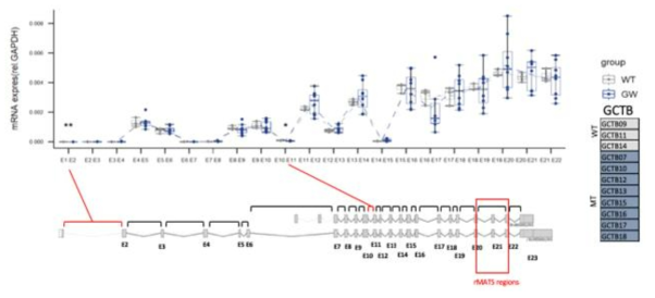 Detailed analysis of the exons using RT-qPCR over the exon/intron/exon junction. This analysis identified exon 21 as being significantly reduced, suggesting isoforms lacking this exon