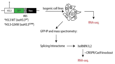 Design of H3.3 constructs, isogenic HeLa cell line production, splicing interactome, leading to identification of hnRNPA1L2 and subsequent RNA-sequencing analysis