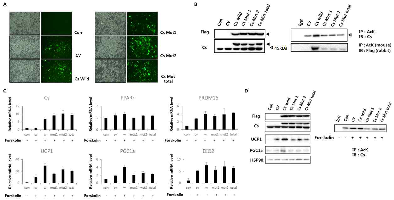 아세틸화 표적 단백질 CS의 아세틸화 의존적 과발현에 따른 inguinal white adipocytes 내 UCP-1 및 PGC-1α 발현 조절효과
