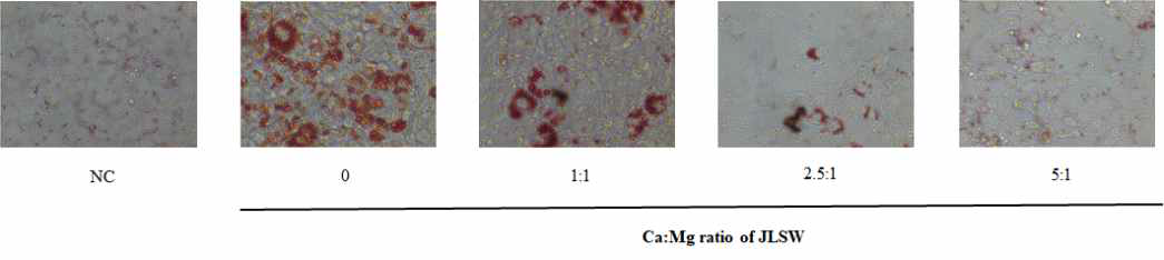 Effect of JLSW on lipid accumulation 3T3-L1 cells