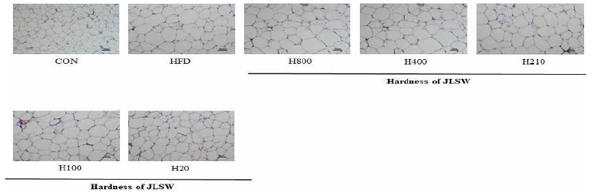 Effect of JL:SW on adipocyte size in epididymal adipose tissue