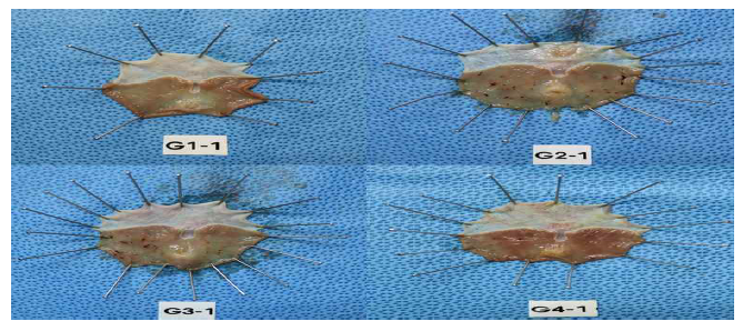 Effect of Mineral water on the histopathological changes of gastrointestinal mucosal inflammation