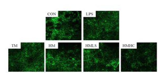 Expression level of Occludin using tight junction immunofluorescence assay