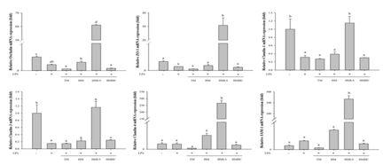 Measurement of expression of tight junction gene in cells using RT-PCR