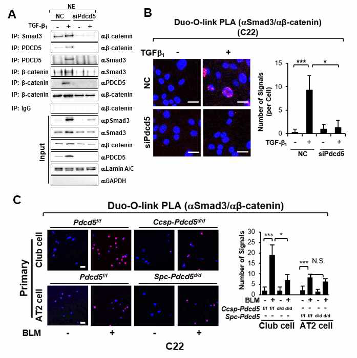 TGF-β 신호활성화 시 PDCD5-Smad3-β-catenin 복합체형성