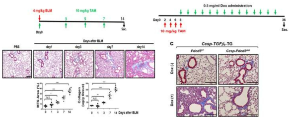BLM 폐섬유화유도 마우스 모델과 TGF-β-TG 폐섬유화유도 마우스모델에서 PDCD5 유전자 결손 계획 (Tamoxifen 주입을 통한 PDCD5 knock-out/Doxycycline 주입을 통한 TGF-β 과발현)