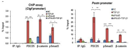 ChIP assay를 이용한 PDCD5 의존적 smad3-β-catenin 복합체의 matricellular 유전자 프로모터 결합 검토