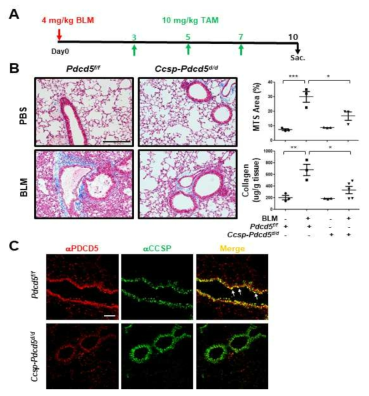 급성폐섬유화 유도 후 PDCD5 유전자 결손이 폐섬유화 발달에 미치는 영향 조사