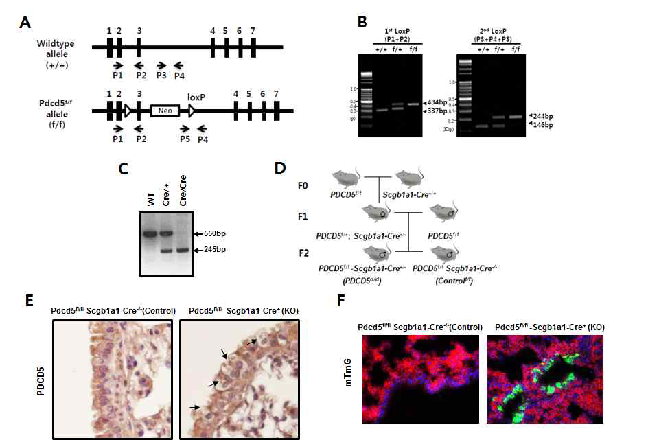 PDCD5 Exon3를 이용한 PDCD5flox/flox 마우스의 제작, B,C PDCD5와 Scgb1a1 cre의 genotyping, D. 조직특이적 KO 제작, E. PDCD5의 immunohistochemistry, F. mTmG Reporter를 이용한 cre 발현확인