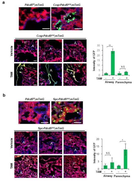 tdTomato/eGFP (mTmG) 형광리포터 마우스 시스템을 이용한 기도와 폐실질에서의 PDCD5 유전자 결손 검증