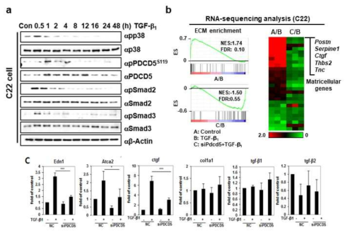 RNA-Seq 분석을 통한 C22 club 세포에서 TGF-β 신호활성화 시 PDCD5의 조절유전자 선별