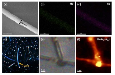 (a) 수평방향으로 성장된 MoSe2 나노선의 SEM 이미지. MoSe2 나노선의 EDS의 (b) Mo 그리고 (c) Se 맵핑 이미지. MoSe2 나노선의 (d) dark field image 그리고 (e) bright field image. (f) 동위치의 라만 맵핑 이미지