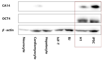 분화, 미분화 세포에서의 CA14, OCT4 단백질 발현 확인. (Western bolt)