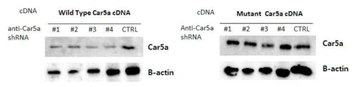 CA5-shRNA에 대한 CA5 단백질 발현