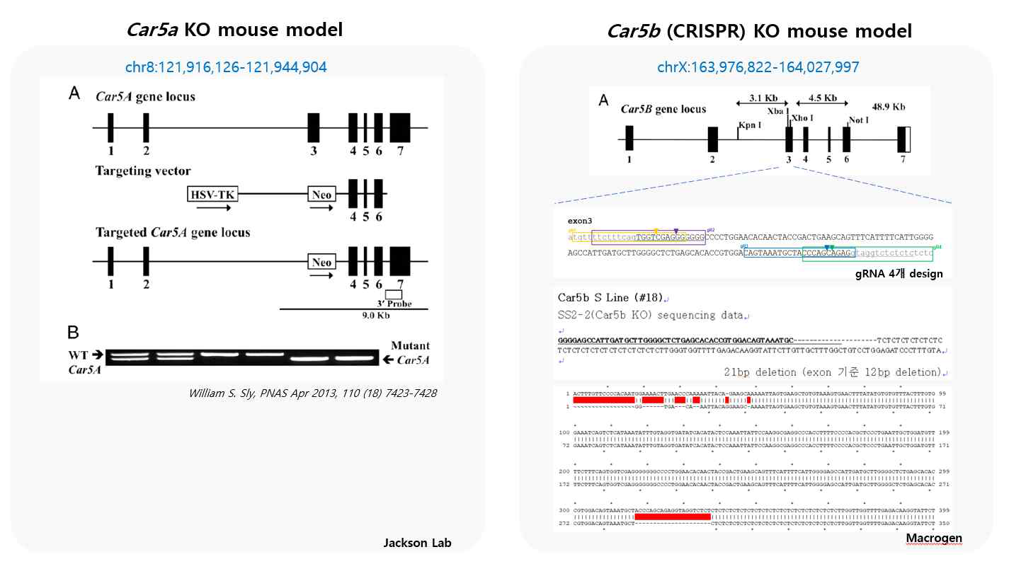 CA5 KO을 위한 CRISPR 제작