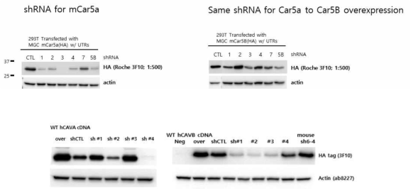 human CA-shRNA validation